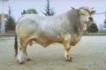 Romagnola | Cow | Cow Breeds
